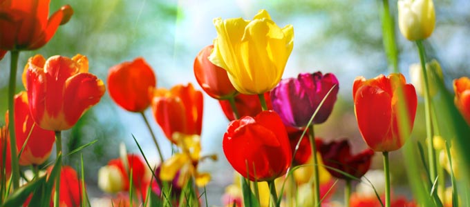 Springtime