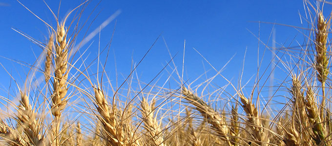 The Gluten Free Diet Trend